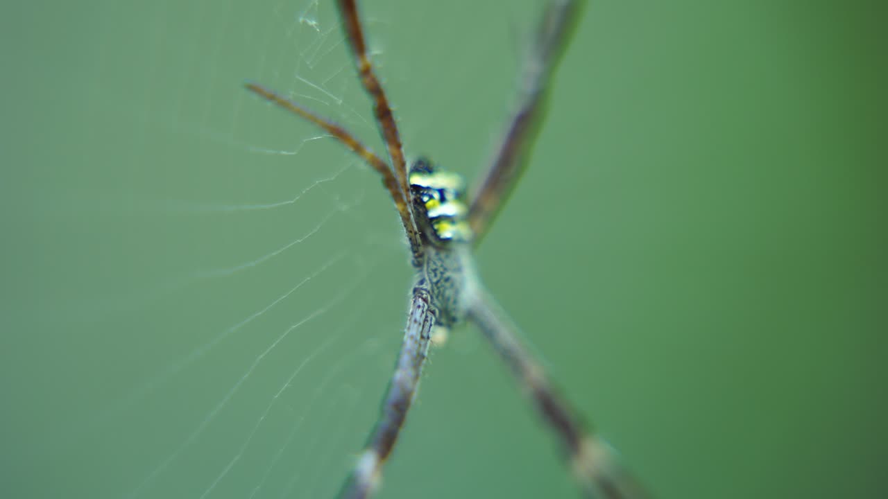 거미는 거미줄을 짜고 그 위에 앉아 먹이를 기다립니다