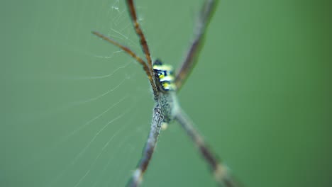 una araña teje una telaraña y se sienta en ella esperando a su presa