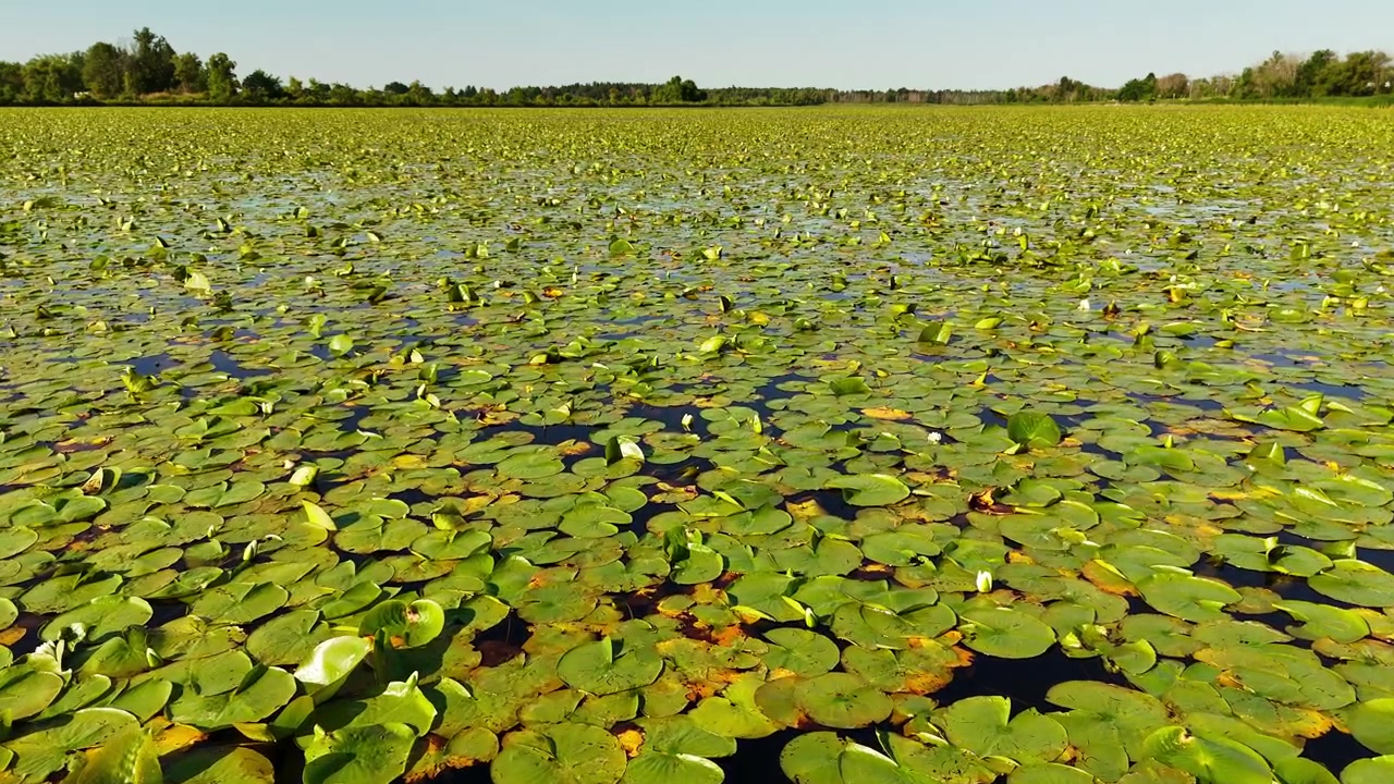 Un drone vola basso in avanti sopra un vasto lago coperto di ninfee verdi. Vegetazione acquatica infinita, sereno ecosistema di acqua dolce, lussureggiante tappeto naturale, Ontario.