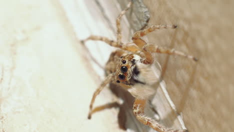 close up shot showing frightening big spider relaxing outdoor in sun