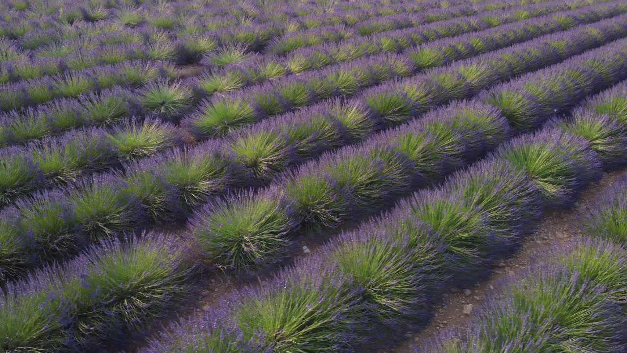 cultivo de agricultura de campo de lavanda en valensole, provence, francia