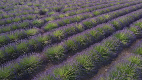 lavender field agriculture cultivation in valensole, provence, france