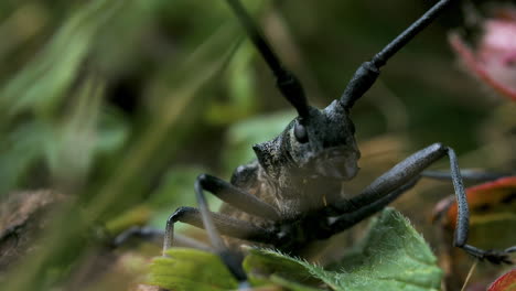 escarabajo de cuernos largos en una hoja