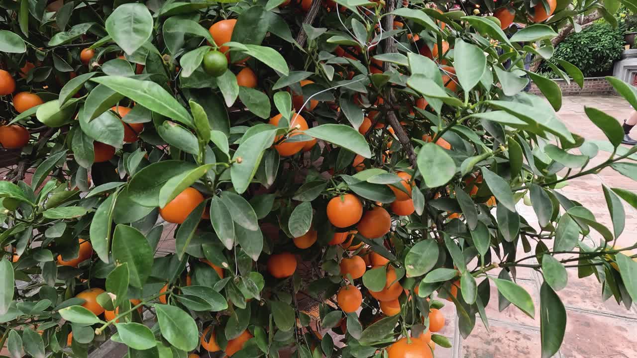 primer plano de un naranjo con frutos maduros
