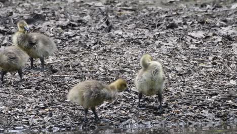 Goslings-preen-themselves-on-a-rocky-shoreline