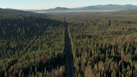 aerial shot over a highway passing through a densely wooded pine forest