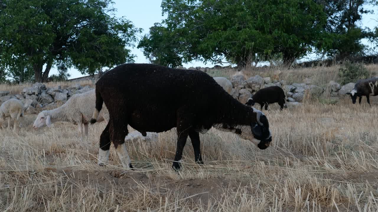들판 에 있는 검은 양 들