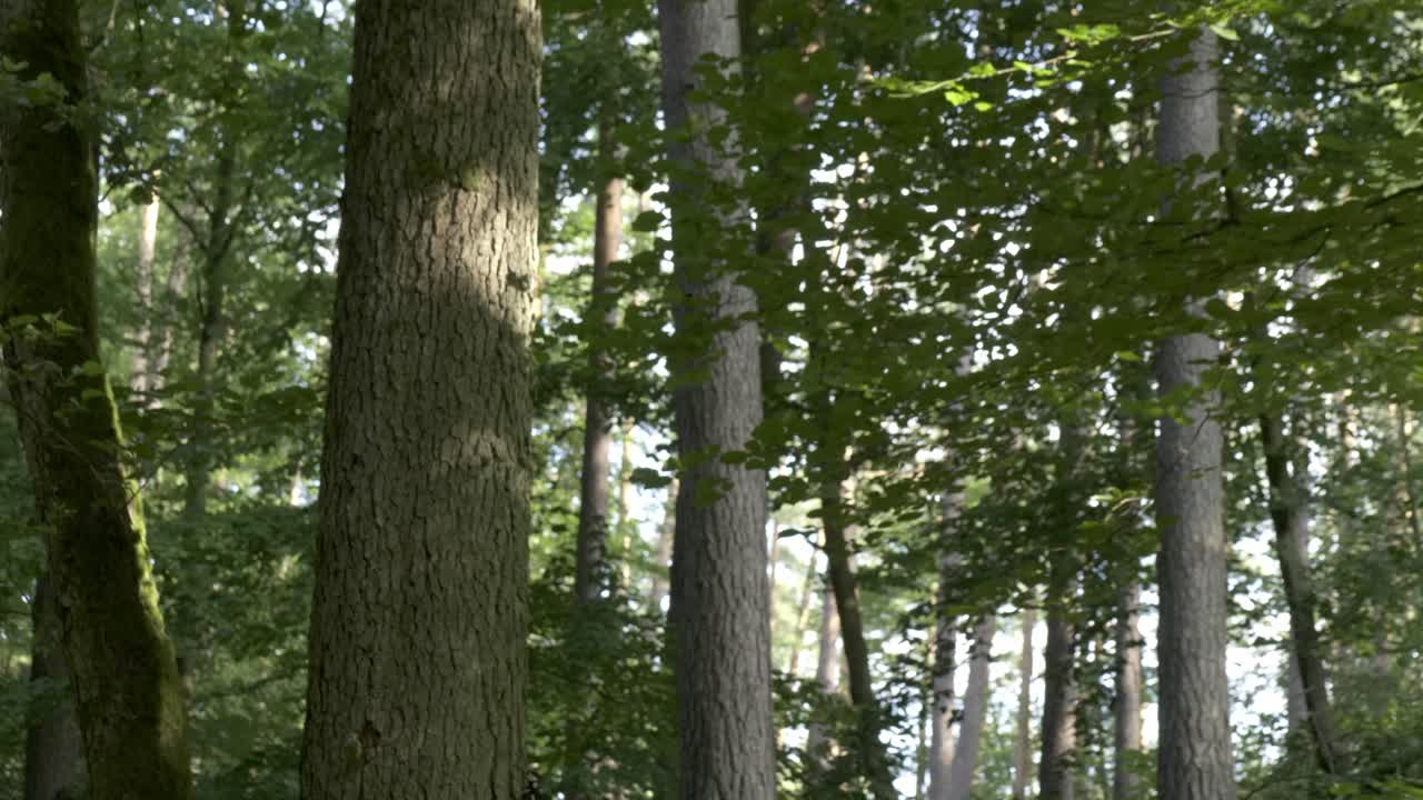 experimente las interacciones dinámicas de los pájaros carpinteros mientras se involucran lúdicamente tanto en travesuras lúdicas como en peleas amistosas, mostrando su naturaleza enérgica en este cautivador material de archivo.
