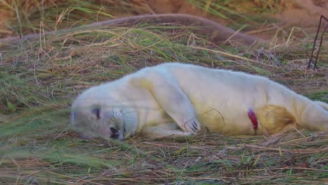 La-Temporada-De-Cría-De-Focas-Grises-Del-Atlántico-Presenta-Cachorros-Recién-Nacidos-Con-Pelaje-Blanco,-Que-Reciben-Afecto-De-Sus-Madres-Bajo-El-Sol-De-La-Tarde-De-Noviembre.