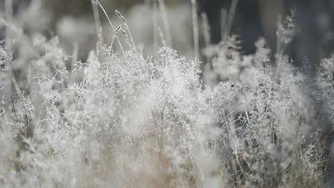 delicate hoarfrost filigree on the withered dry grass