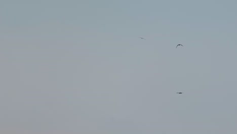 silhouette of hawks soaring in the air in the distance