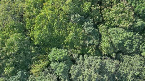 Vista-Superior-De-Las-Copas-De-Los-árboles-En-Un-Bosque-Denso---Disparo-De-Drones