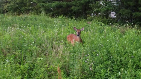 doe deer in a field at sunset-11