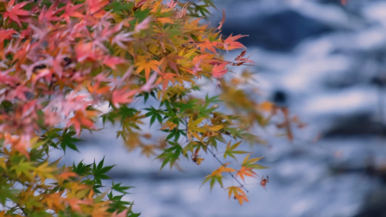 Close up of autumn colorful leaves with river background.