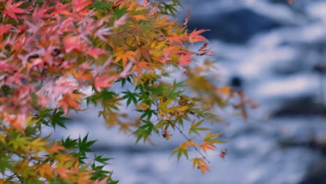 close up of autumn colorful leaves with river background.