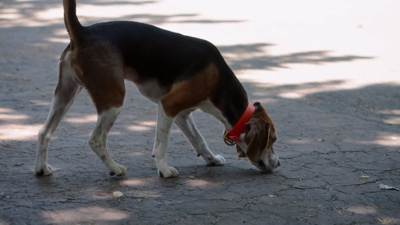 Un beagle esplora un parco per cani in cemento annusando il terreno e usando il suo istinto da segugio per leggere le informazioni sugli odori lasciati da altri cani, catturando il comportamento canino naturale