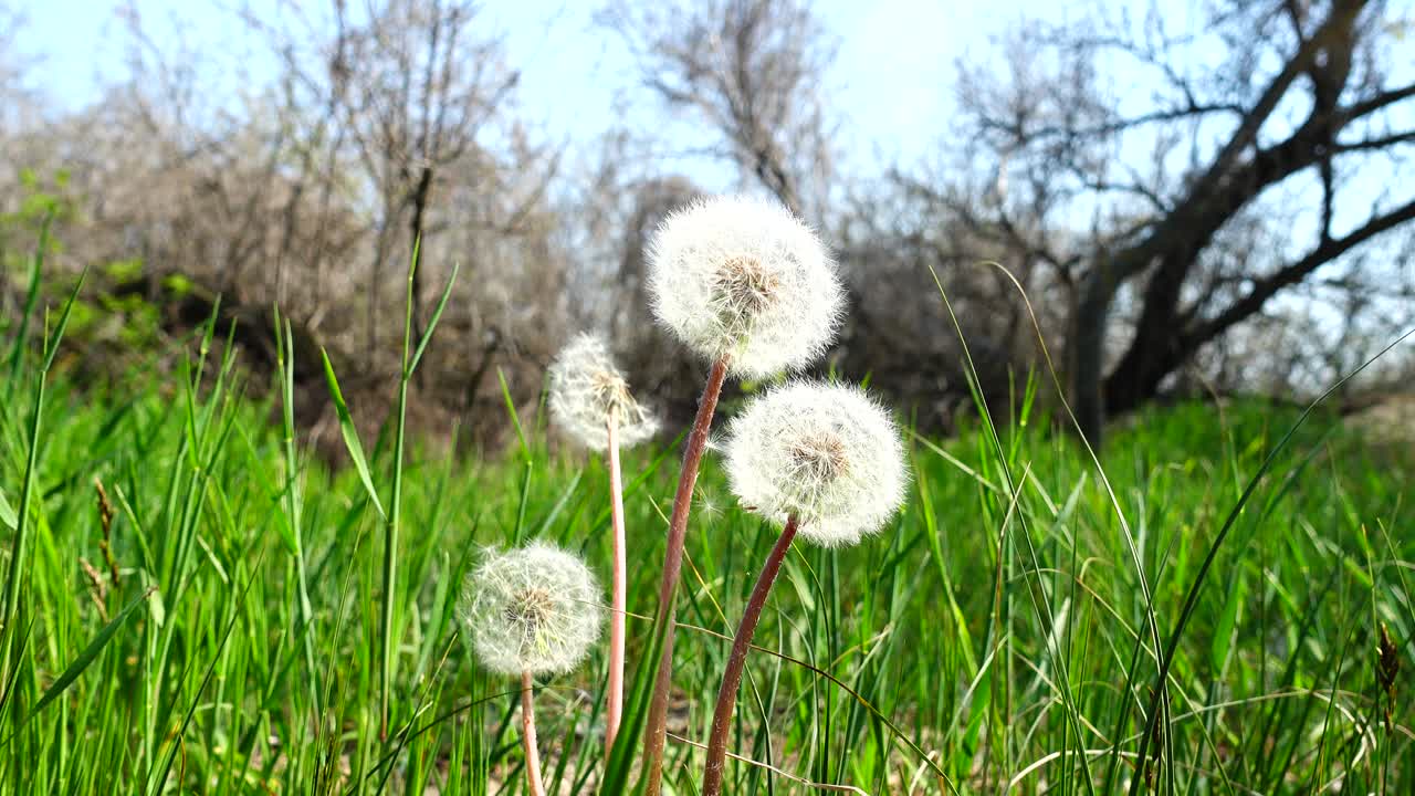Shooting of dandelions in the spring