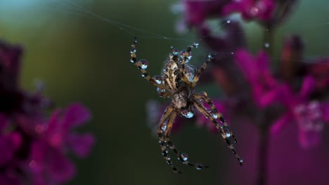 spider with dew drops on web