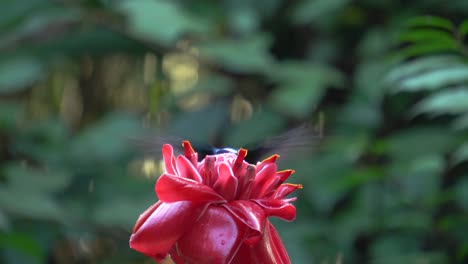 two white-necked jacobin colibri birds eating the nectar of a flower of etlingera elatior while in flight