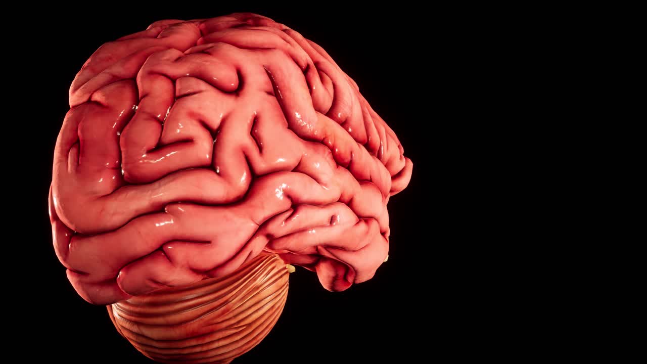 Human brain Anatomical Model 3D glossy brain on brain screen. Rotation Human Brain 3D Animation 4K video.