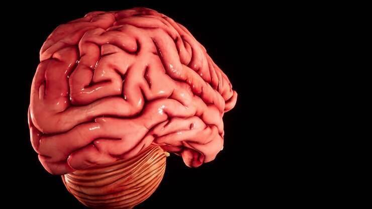 Human brain Anatomical Model 3D glossy brain on brain screen. Rotation Human Brain 3D Animation 4K video.