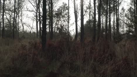 bare tree in forest, landes in france. sideways shot