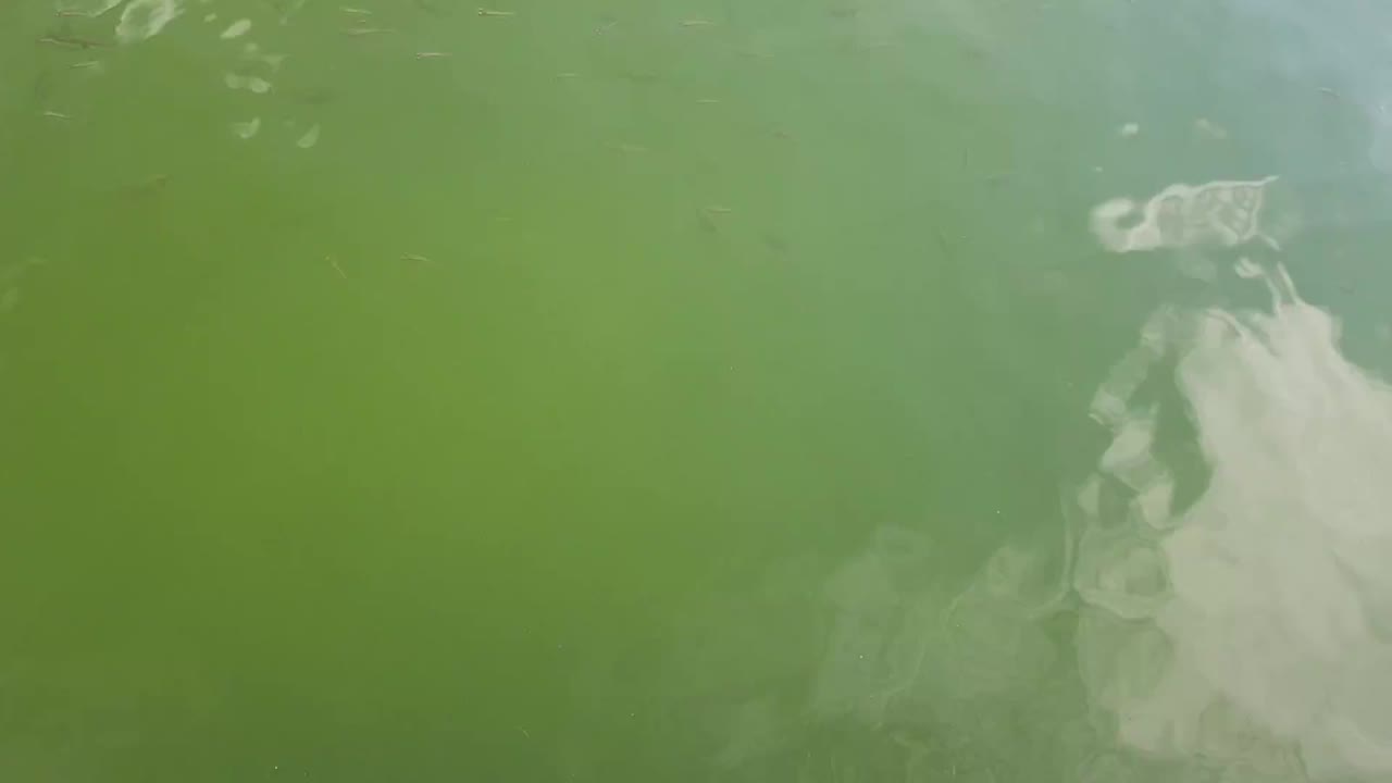 маленькие рыбки в зеленом пруду