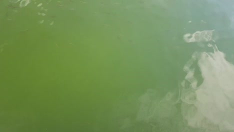 peces pequeños en un estanque verde