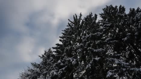 cedar trees with snowy branches against timelapse of moving clouds