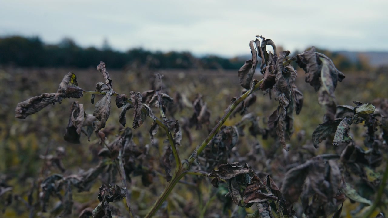 Gros plan de plants de pommes de terre gravement atteints par le mildiou, montrant un feuillage flétri et des dégâts aux cultures avant la récolte dans des terres agricoles.