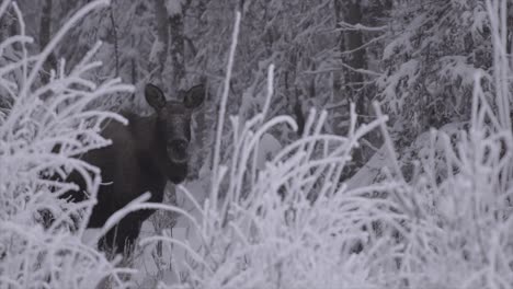 female moose hides in snowy forest, anchorage alaska 4k