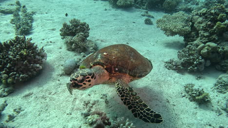 Curiosa-Tortuga-Nadando-Hacia-La-Cámara-Bajo-El-Agua