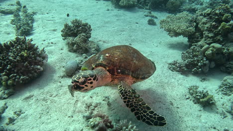 tortuga curiosa nadando hacia la cámara bajo el agua