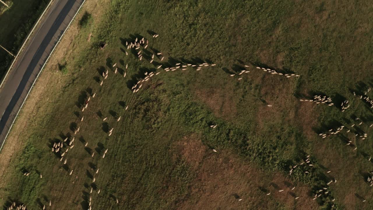 차가 지나가는 도로 근처의 초원에서 풀을 뜯고 있는 수백 마리의 흰 양의 공중 오버헤드 샷