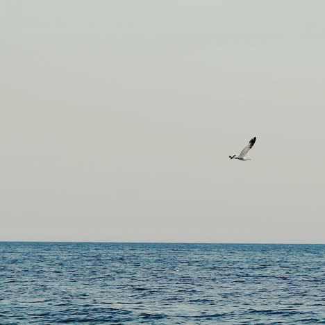 seagulls flying over the sea. slow motion