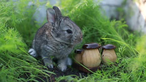 cute little rabbits on green grass, white little rabbit