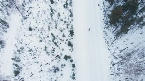 Deer-herd-browsing-bleak-winter-terrain-crossing-empty-Forest-track---Birds-eye-view-Aerial-static-shot