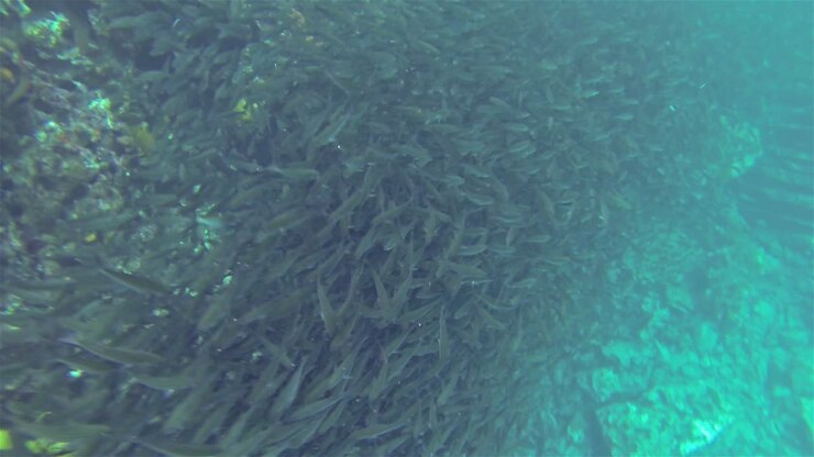 Underwater footage of a school of Black Striped Salema fish at Punta Vicente Roca on Isabela Island in Galapagos National Park Ecuador