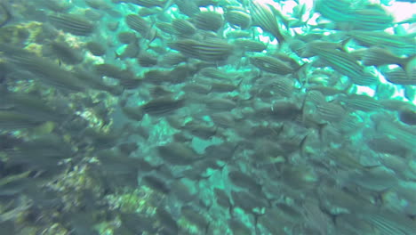 imágenes submarinas de una escuela de peces salema de rayas negras en punta vicente roca en la isla isabela en el parque nacional galápagos ecuador
