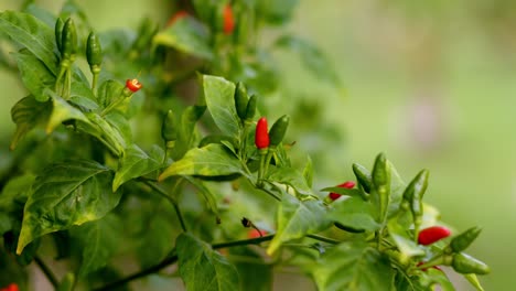 small red and green chili pepper together on tree, closeup wind blowing