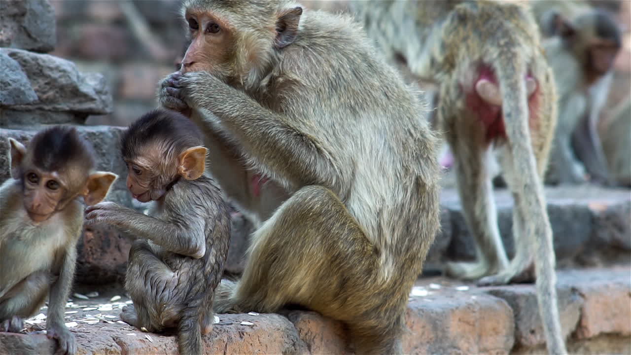 un grupo de familias de monos reunidas alrededor de una antigua ruina en una calurosa tarde en el bosque tropical del sudeste asiático