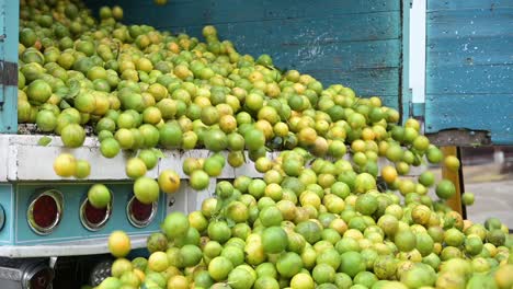 camión lleno de naranjas arrojando las frutas a la empacadora