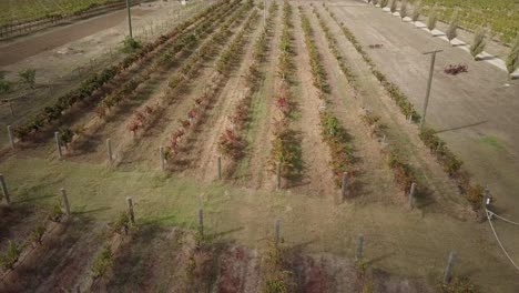 vast vineyard for winery in the countryside near perth, western australia. aerial shot