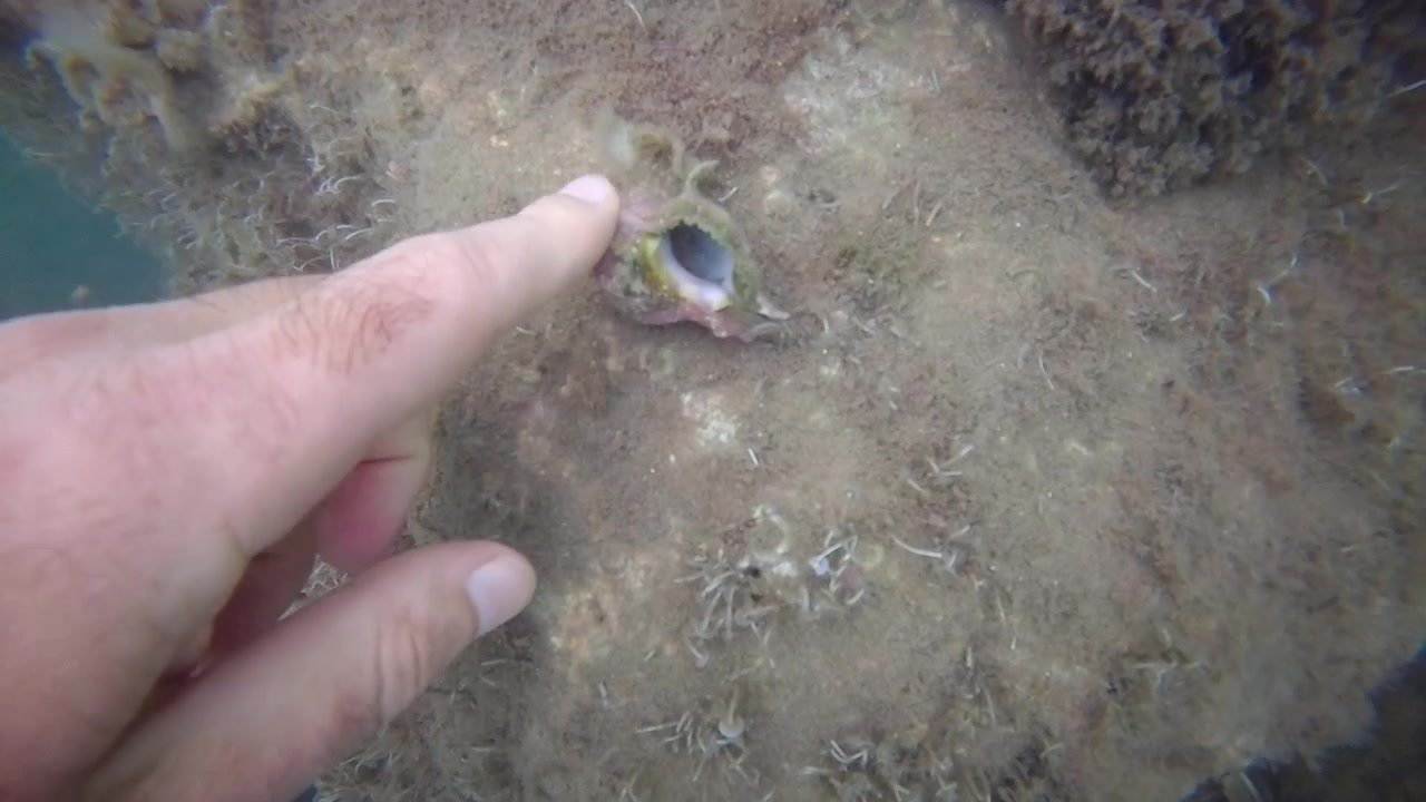 Close up underwater footage of human hand turning a shell on rocky seabed with natural marine textures and shallow coastal waters