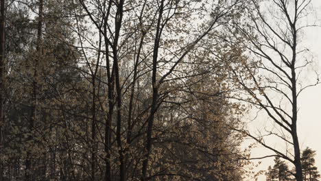 Willow-tree-in-spring,-full-of-catkins