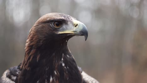 golden eagle head extreme closeup, looking around, stable view