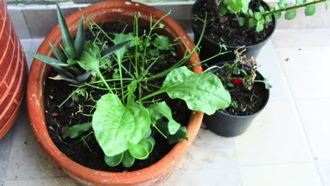 green plant at ease