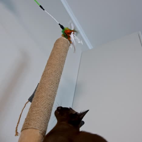 clever domestic cat. pedigree pet climbing indoors to catch a toy. brown purebred kitten at home. adorable burmese cat
