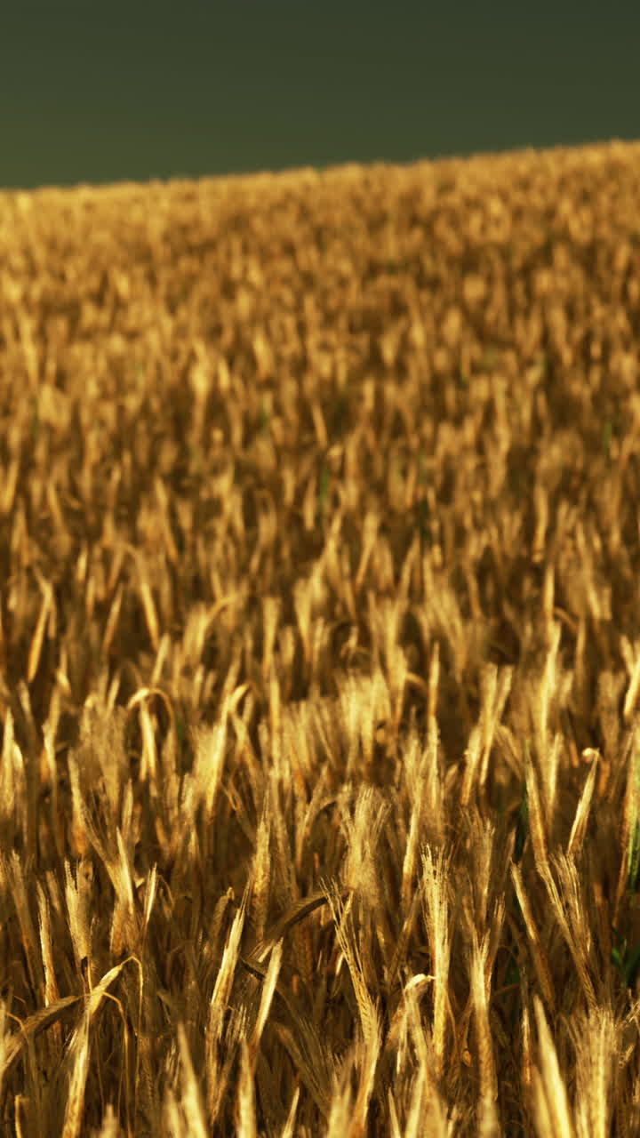 el campo de trigo dorado en el tiempo de la cosecha
