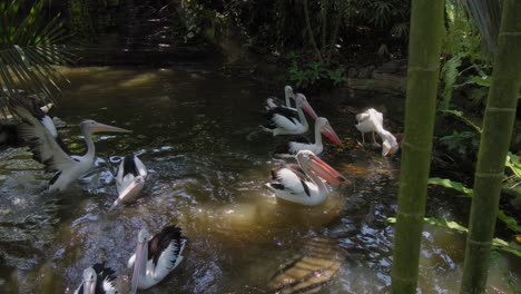 Flock-of-Australian-pelicans-floats-in-a-pond